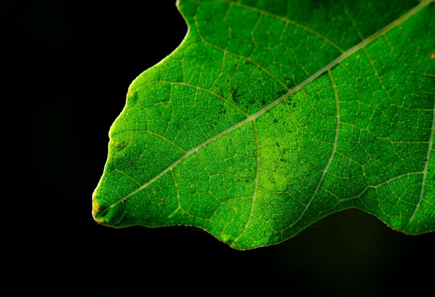 Low-Cost Carbon Capture with Just Water and Pressure