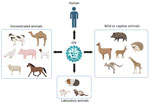 Schematic illustration of the host range of IDV. Natural infections have been confirmed through the detection of virus genomic RNA, virus isolation, or the presence of IDV antibodies in domestic animals, wild animals, captive animals, and humans (9–13). Clinically apparent infections have been observed in laboratory animals, including ferrets, guinea pigs, and mice, that have been exposed to IDV in laboratory experiments (14). Figure created in BioRender (https://biorender.com/uxr6kea). IDV, influenza D virus.