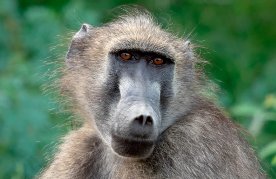 Man vs Beast: Kisumu Villagers Turn Tables on Terror Baboons | Streamline Feed
