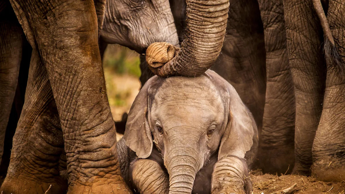Sleepy Baby Elephant Cuddles Up With Her Companion and They Are Just Too Cute