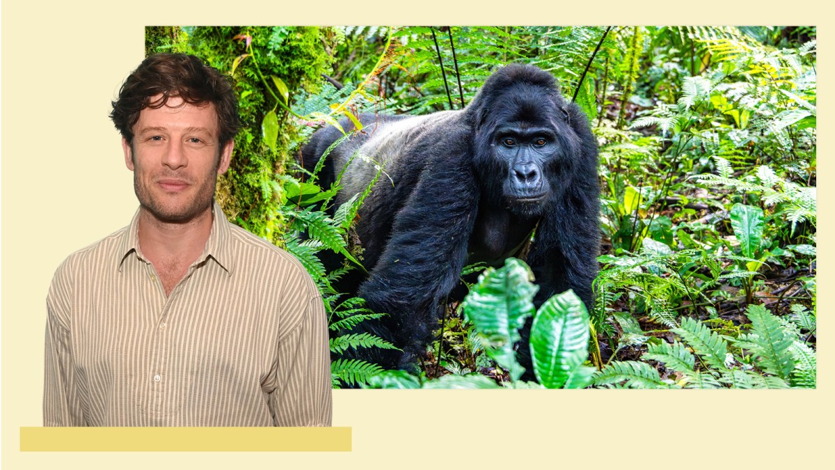 My pilgrimage to Uganda to see mountain gorillas