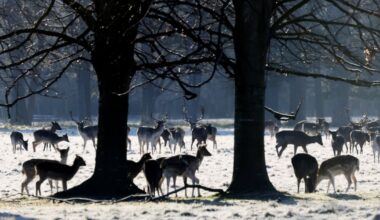 Snow and ice to linger in parts but temperatures starting to rise – The Irish Times
