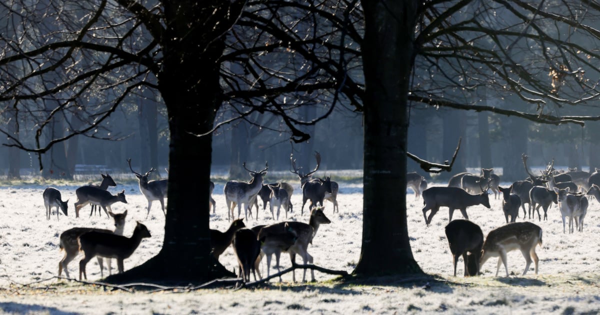 Snow and ice to linger in parts but temperatures starting to rise – The Irish Times