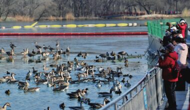 A flock of geese swim on the wetland lake at the Olympic Forest Park in Beijing on December 9, 2025, attracting visitors and photography enthusiasts. Photos on this page: VCG