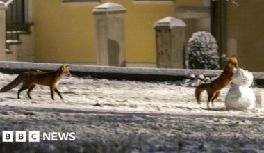 Foxes caught frolicking with snowman at Lincoln Cathedral