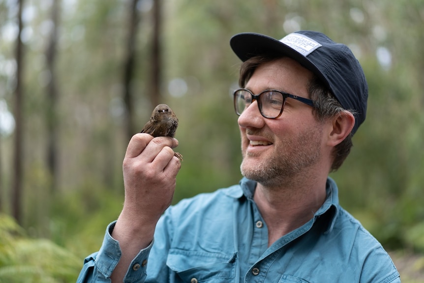 Research officer Thomas Hunt is pictured in an aqua-blue shirt and black cap, holding and smiling at a small brown scrub-bird.