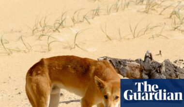 Killing of K’gari dingoes in wake of backpacker’s death could create ‘extinction vortex’, expert says | K'gari (Fraser Island)
