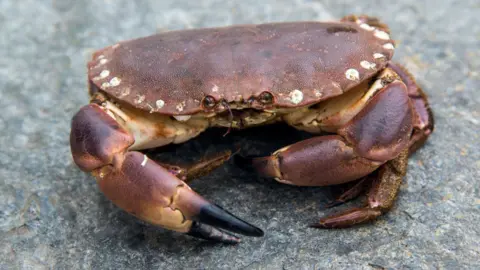 Getty Images A small, red crab is pictured on top of a grey rock.
