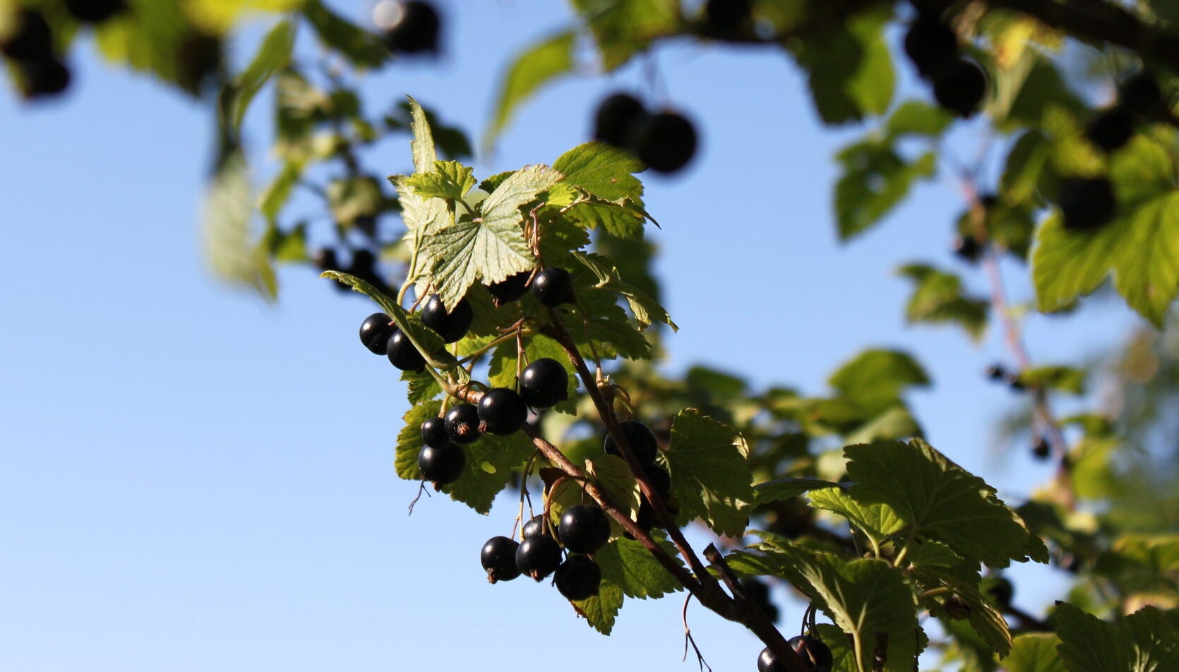 Blackcurrant bush with clusters of dark berries and green leaves set against a clear blue sky.