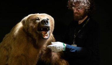 Brown bear goes on display at Mayo museum - What's on