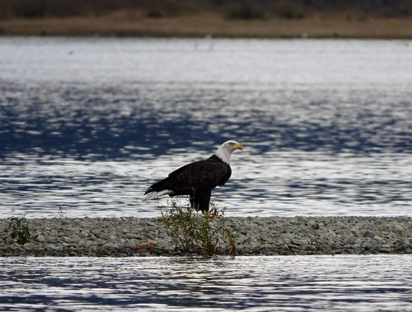 A bald eagle on a gravel bar in the Harrison River waits for his next meal of washed up salmon.