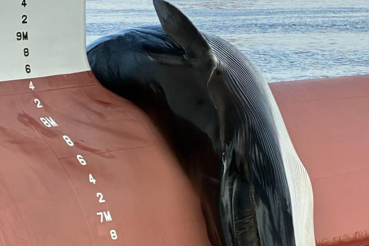 Investigation after huge dead whale found on bow of a ship