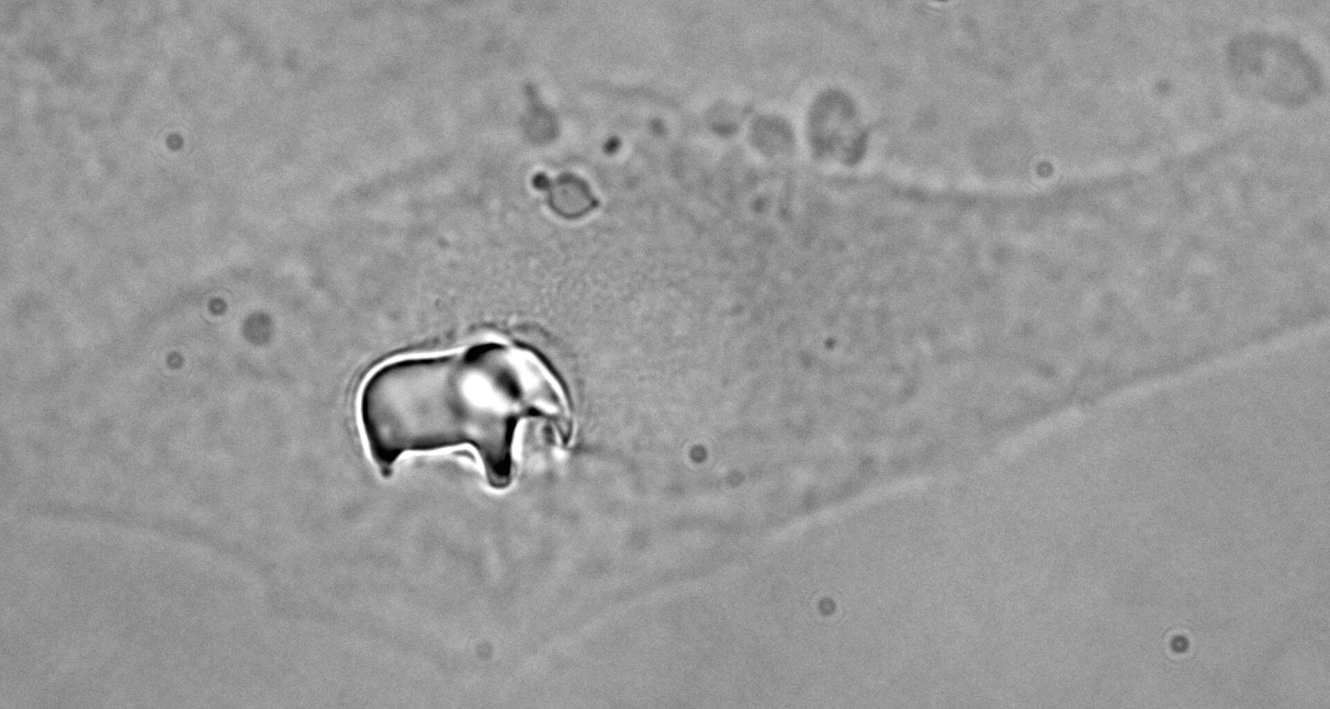 Elephant in the (tiny) room