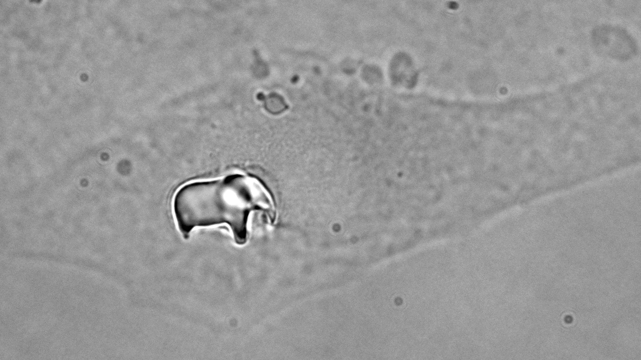 An elephant figure on a grainy gray background.