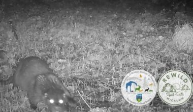 Five-year wait ends as elusive otter captured on camera in Wicklow