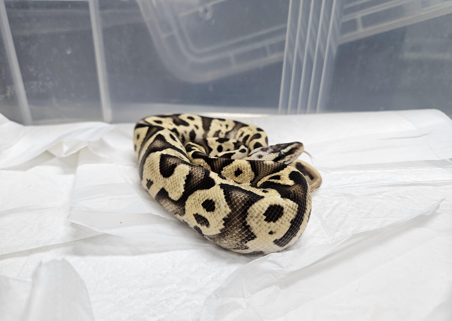 This ball python found in a subway station restroom in the Gangnam District area in southern Seoul was transferred to the National Institute of Ecology in Seochon, South Chungcheong, on Jan. 22. [YONHAP]