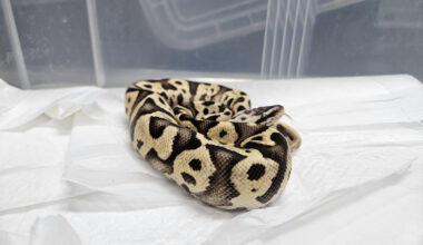 This ball python found in a subway station restroom in the Gangnam District area in southern Seoul was transferred to the National Institute of Ecology in Seochon, South Chungcheong, on Jan. 22. [YONHAP]