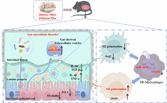 Dietary fiber deficiency exacerbates intestinal inflammation via miR-6240-enriched gut extracellular vesicles