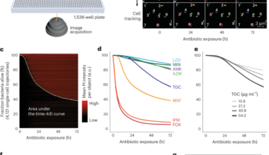 Large-scale testing of antimicrobial lethality at single-cell resolution predicts mycobacterial infection outcomes