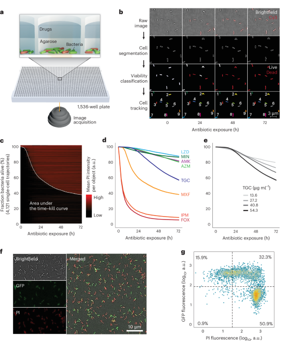 Large-scale testing of antimicrobial lethality at single-cell resolution predicts mycobacterial infection outcomes