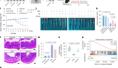Fungal commensal promotes intestinal repair via its secreted peptide in mice