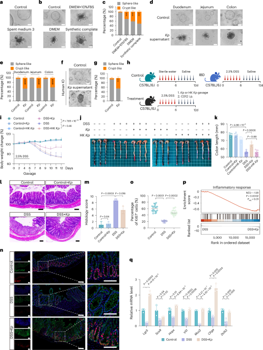 Fungal commensal promotes intestinal repair via its secreted peptide in mice