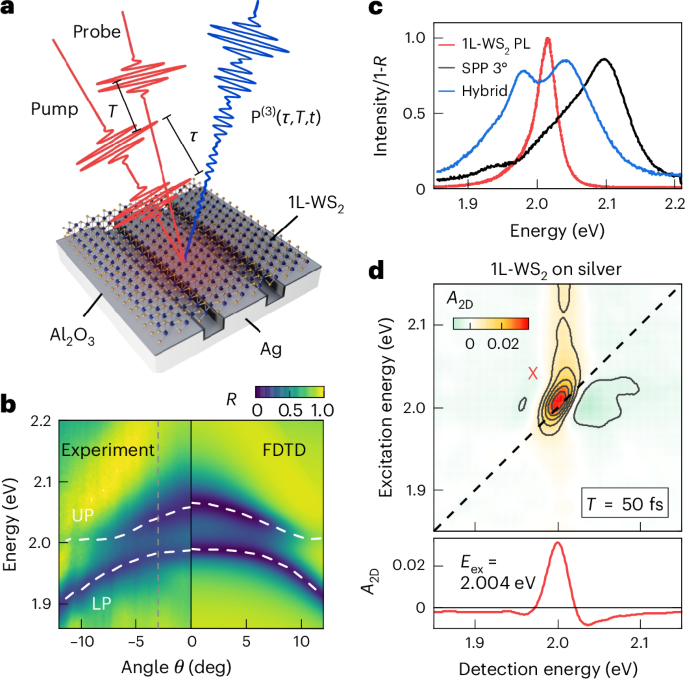 Ultrafast transition from coherent to incoherent polariton nonlinearities in a hybrid 1L-WS2/plasmon structure