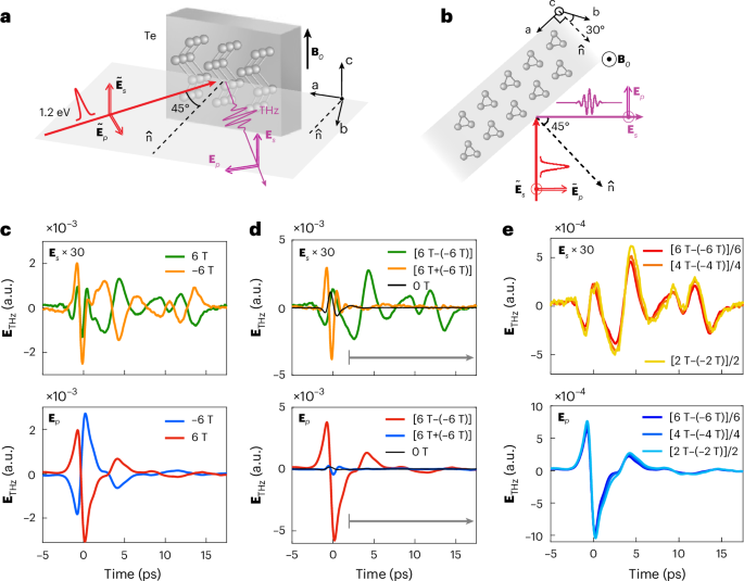Dynamic magneto-chiral instability in photoexcited tellurium