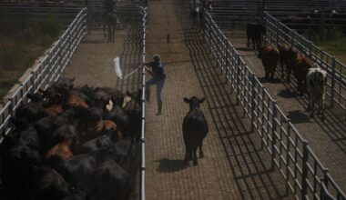 The EU and Mercosur build one of the world's biggest free-trade zones