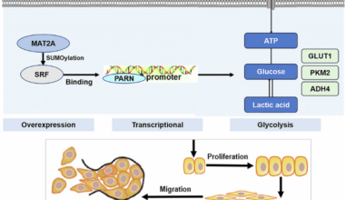 MAT2A enhances PARN transcription via SRF to accelerate glycolysis and drive malignant progression in osteosarcoma