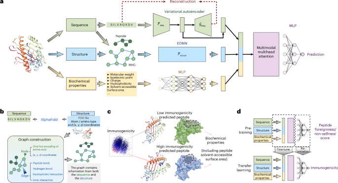 ImmunoStruct enables multimodal deep learning for immunogenicity prediction