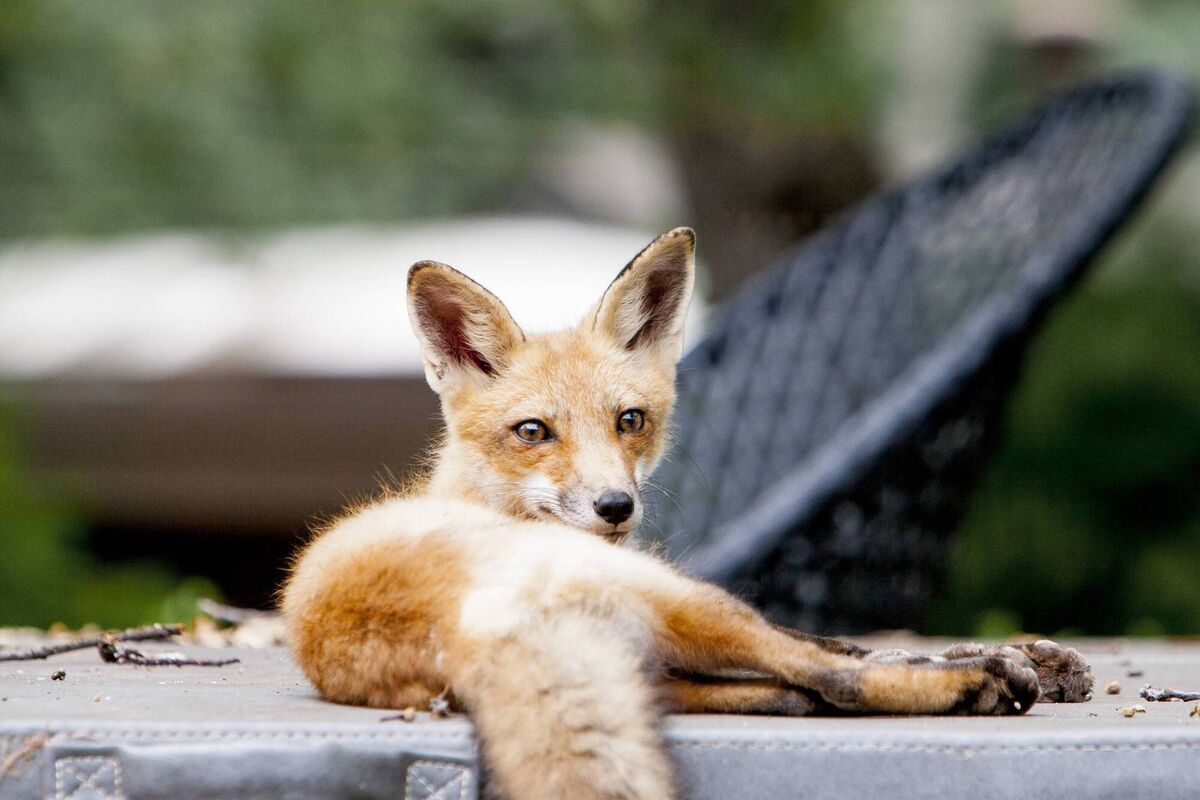 Fox mating season typically runs from December until February. Female foxes then gestate for approximately 52 to 53 days