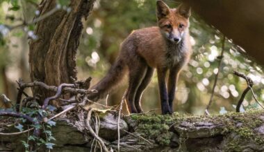 Fox dating and mating season