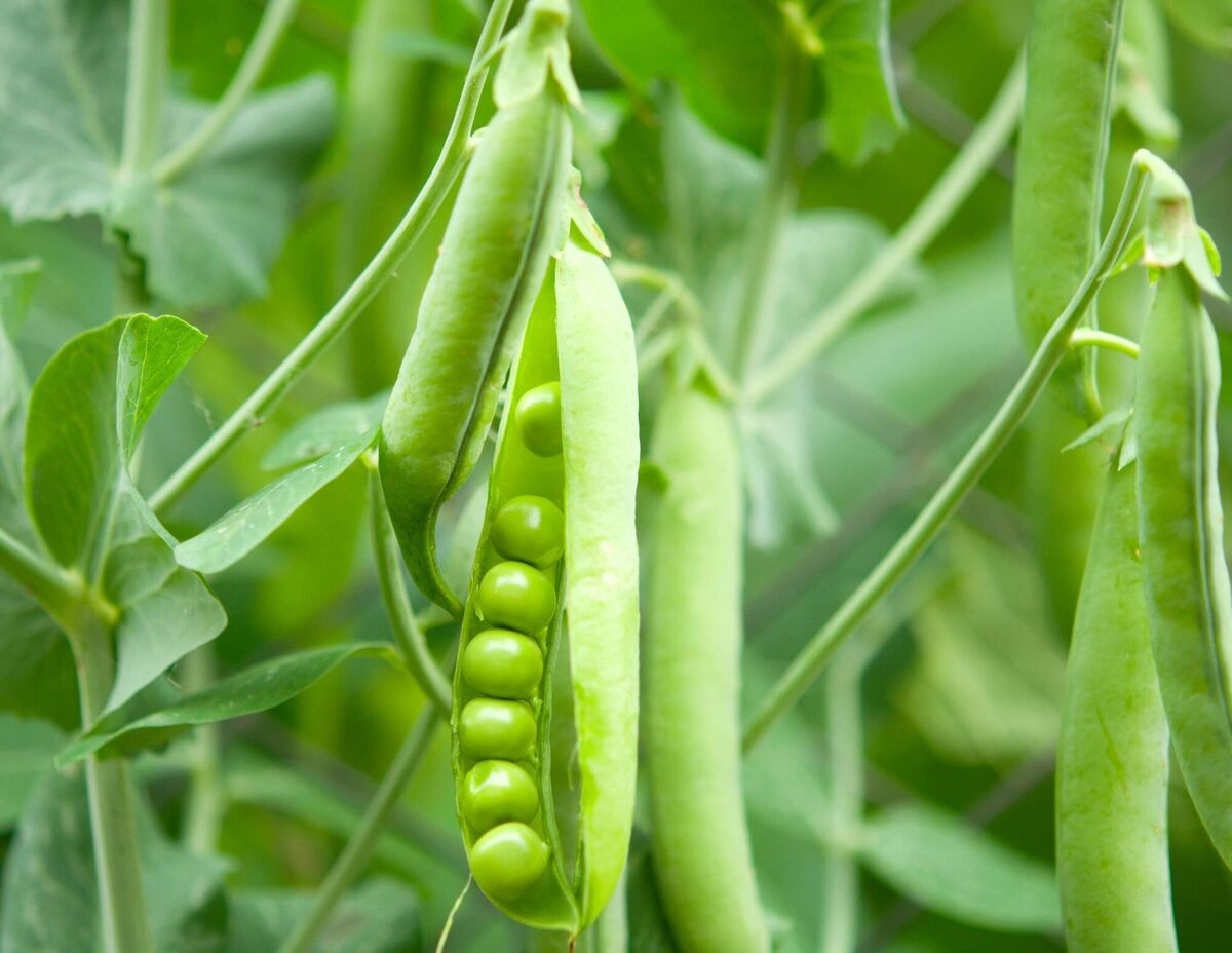 Peas are a healthy, versatile option — and they're delicious.