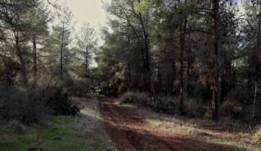 How Éamon de Valera came to be honoured with a forest in Israel — and why it’s now forgotten