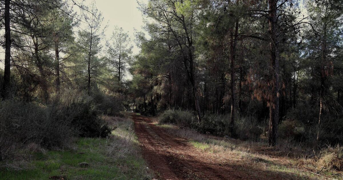 How Éamon de Valera came to be honoured with a forest in Israel — and why it’s now forgotten