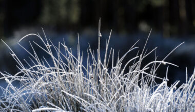 Bitter start to 2026 as temperatures to drop to -3C with snow possible