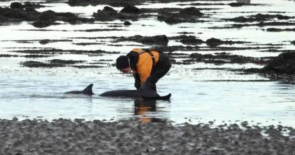 All dolphins saved after third mass stranding in three weeks at Clare harbour