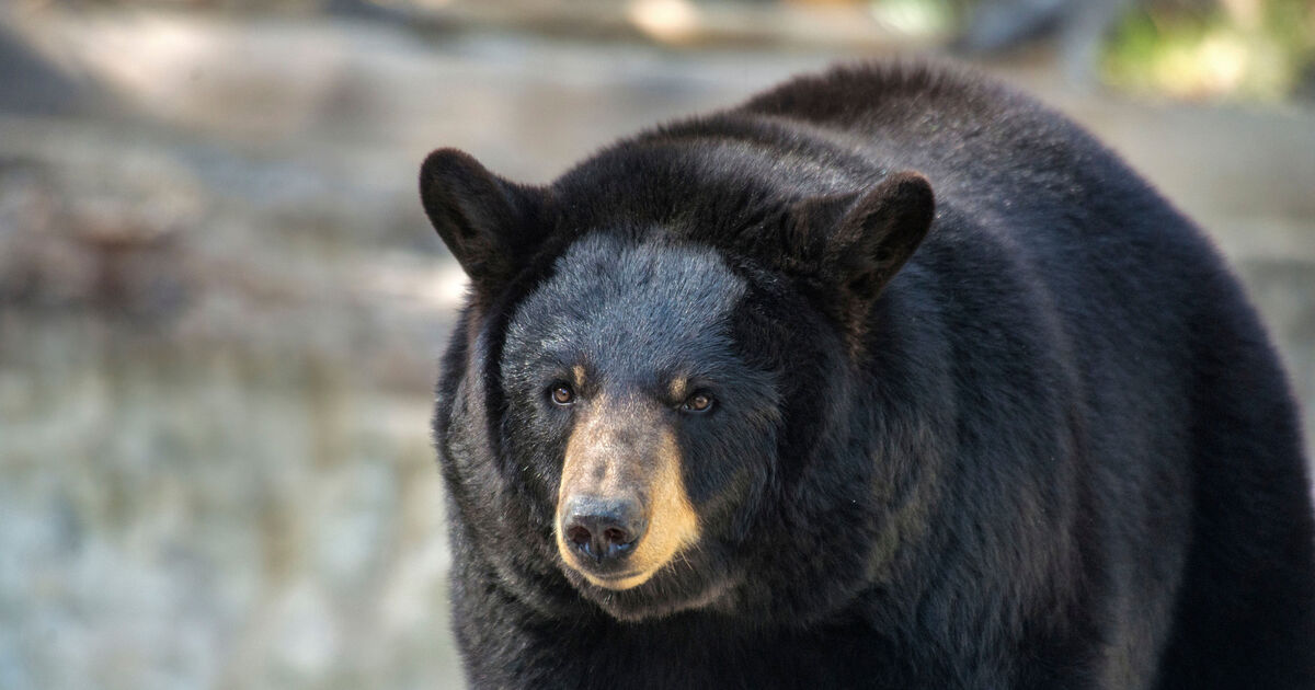 Unwelcome guest finally evicted as huge black bear living under home is moved on