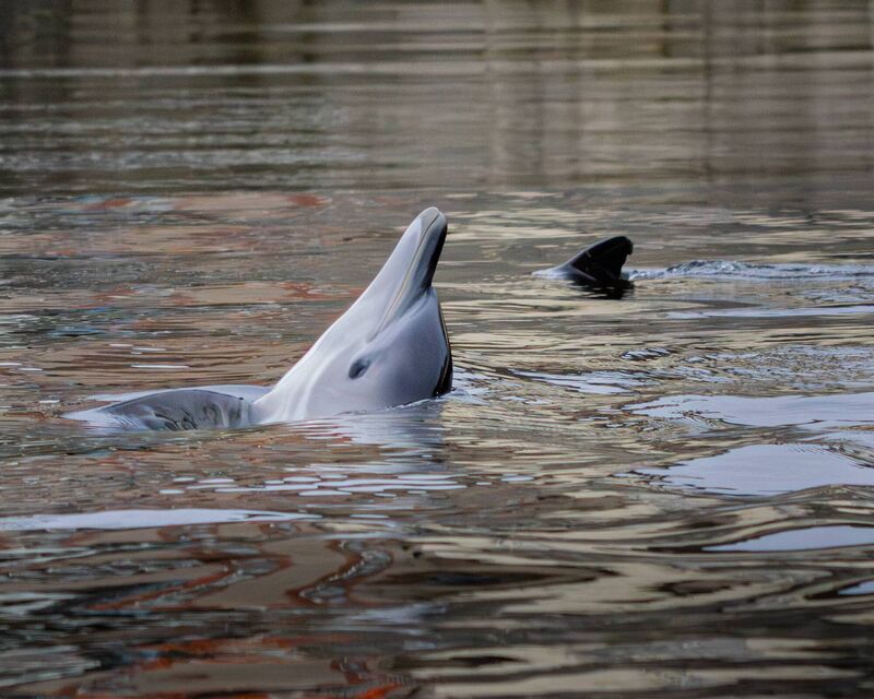One of the dolphins enjoying the Lee.