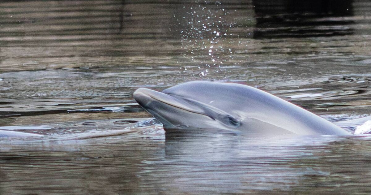 Ocean’s gentle spirits pay a visit to Cork's city centre