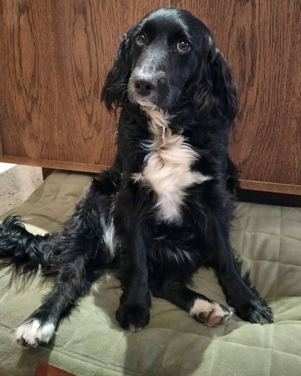 The family dog Murph.