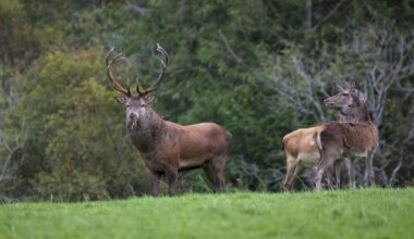Wild deer causing daily accidents in Kerry, councillors told
