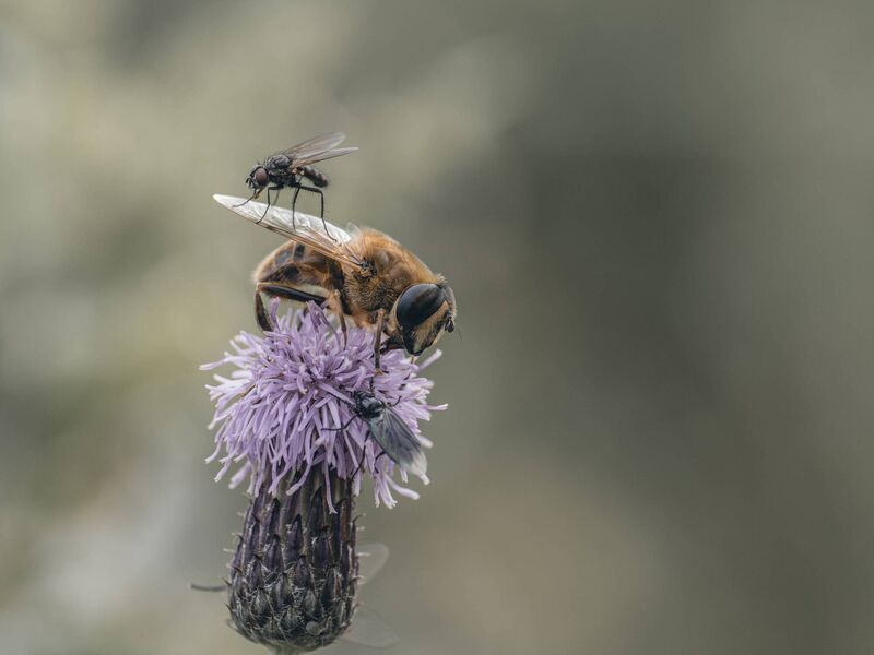  The Irish Examiner Readers' Photography Competition 2025 runner up: 'On the Fly' — a lesser house fly taking refuge on the wing of a drone fly while it fights off an unwanted March fly. Picture: Bryan Enright, Kerry