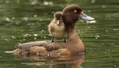 Bushy Park duckling photo wins Irish Examiner reader photographer competition