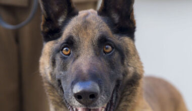 ‘Terrifying experience’ for woman grabbed by dog while walking in Cork town