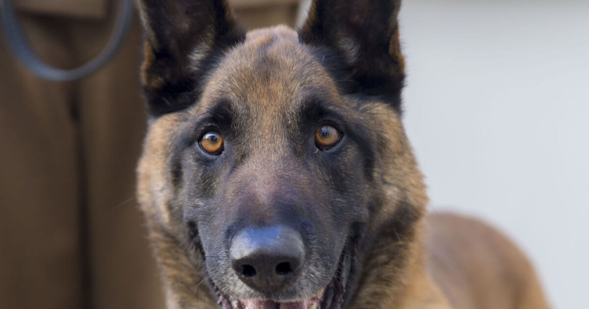 ‘Terrifying experience’ for woman grabbed by dog while walking in Cork town
