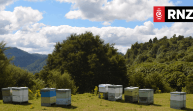 How 'bee glue' might improve our health