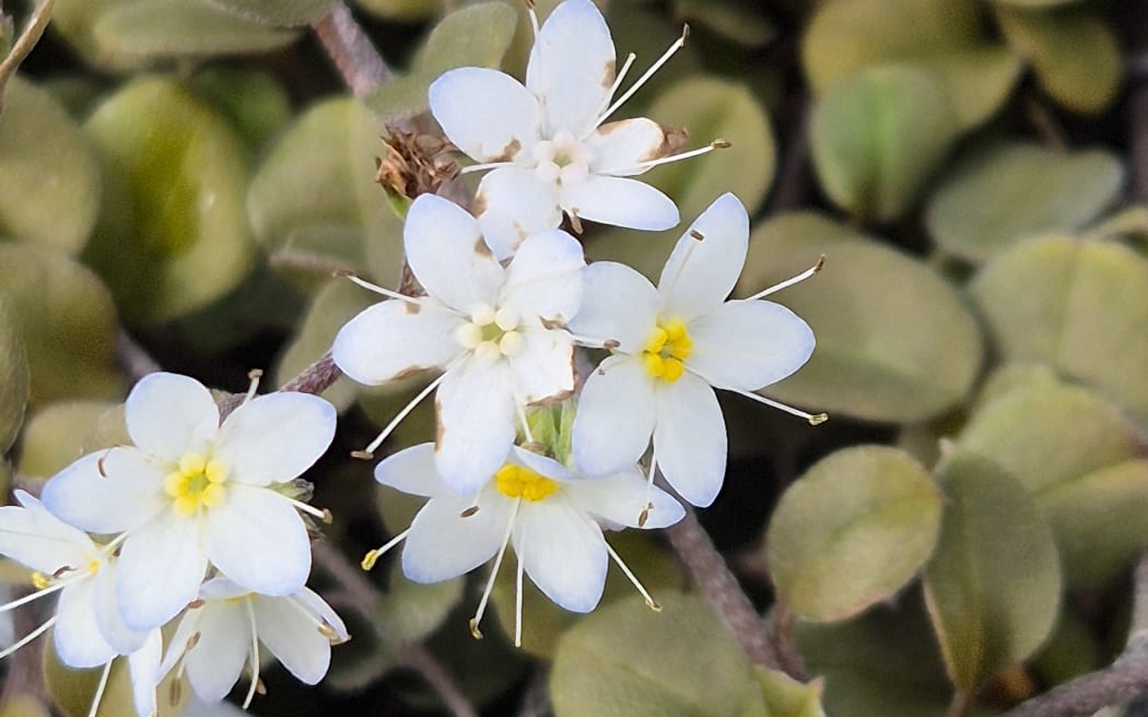 The critically endangered forget-me-not Myosotis petiolata is endemic to Hawke's Bay.
