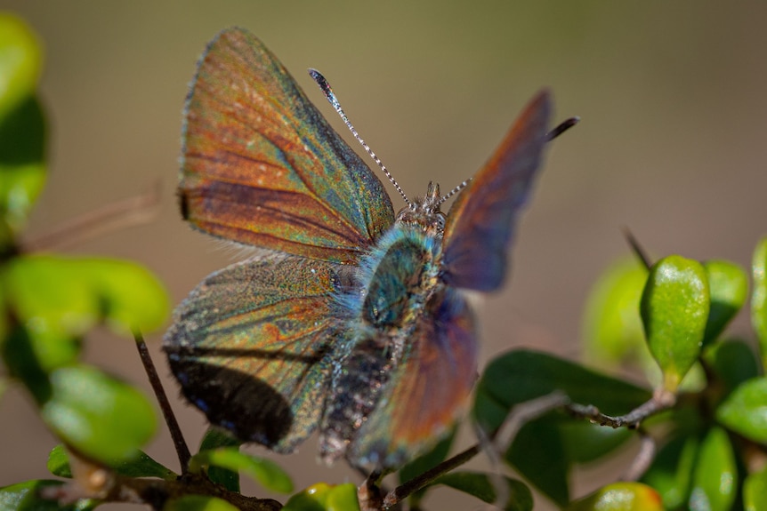 A butterfly with iridescent wings of copper, green, purple and blue.